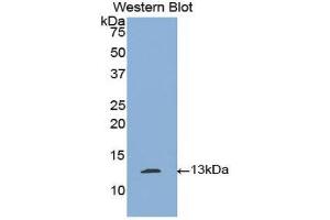 Western Blotting (WB) image for anti-Plasminogen Activator, Tissue (PLAT) (AA 36-126) antibody (ABIN1860844) (PLAT 抗体  (AA 36-126))