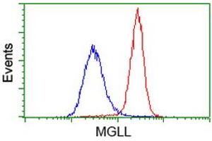 Image no. 2 for anti-Monoglyceride Lipase (MGLL) antibody (ABIN1499438) (MGLL 抗体)