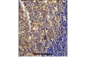 LYRM4 antibody (Center) (ABIN654638 and ABIN2844335) immunohistochemistry analysis in formalin fixed and paraffin embedded human tonsil tissue followed by peroxidase conjugation of the secondary antibody and DAB staining. (LYRM4 抗体  (AA 43-69))