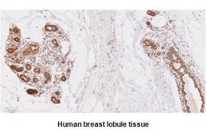 Paraffin embedded sections of human breast lobule tissue were incubated with anti-human UBE2L6 (1:50) for 2 hours at room temperature. (UbcH8/Ube2L6 (AA 1-152) 抗体)