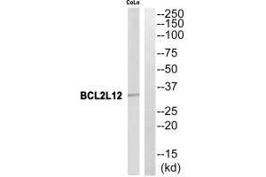Western blot analysis of extracts from CoLo cells, using BCL2L12 antibody. (BCL2L12 抗体)