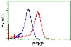 Image no. 2 for anti-phosphofructokinase, Platelet (PFKP) antibody (ABIN1500160) (PFKP 抗体)