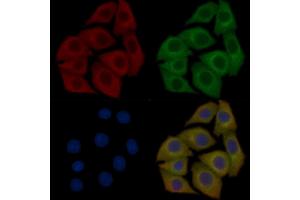 KA1 Mouse Monoclonal Antibody staining Hela cells by IF/ICC. (GRIK4 抗体)
