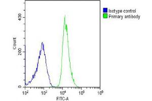 Overlay histogram showing U-2OS cells stained with Antibody (green line). (RPL4 抗体  (AA 119-149))