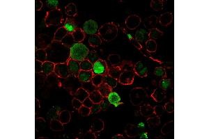 Immunofluorescence staining of K562 cells using Nucleophosmin-Monospecific Mouse Monoclonal Antibody (NPM1/3285) followed by goat anti-Mouse IgG conjugated to CF488 (green). (NPM1 抗体  (AA 185-287))
