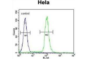 Flow cytometric analysis of Hela cells using BMP13 / GDF6 Antibody (N-term) Cat. (GDF6 抗体  (N-Term))