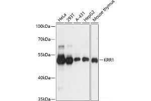 Western blot analysis of extracts of various cell lines using KRR1 Polyclonal Antibody at dilution of 1:3000. (KRR1 抗体)