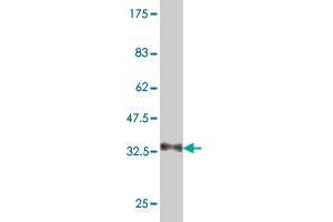 Western Blot detection against Immunogen (35. (NEU2 抗体  (AA 180-268))