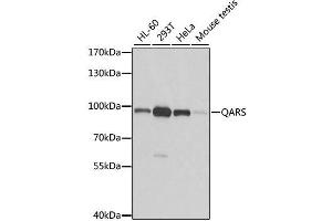 Western blot analysis of extracts of various cell lines, using QARS antibody. (QARS 抗体  (AA 1-250))