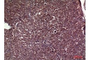 Immunohistochemistry (IHC) analysis of paraffin-embedded Human Pancreas, antibody was diluted at 1:100. (APOC3 抗体  (Internal Region))