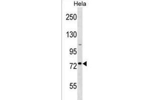 GOLGA8H Antibody (N-term) (ABIN1539130 and ABIN2850078) western blot analysis in Hela cell line lysates (35 μg/lane). (GOLGA8H 抗体  (N-Term))