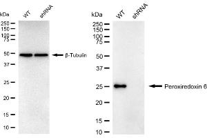 Western blotting analysis using Peroxiredoxin 6 antibody (ABIN7799781). (Recombinant Peroxiredoxin 6 抗体)