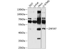 Western blot analysis of extracts of various cell lines, using ZNF597 antibody  at 1:1000 dilution. (ZNF597 抗体  (AA 1-140))