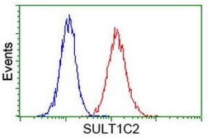 Image no. 2 for anti-Sulfotransferase Family, Cytosolic, 1C, Member 2 (SULT1C2) antibody (ABIN1501233) (SULT1C2 抗体)