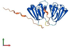 Protein Structure (PS) image for Crystallin, beta B3 (CRYbB3) (AA 1-211) protein (His tag) (ABIN7546801)