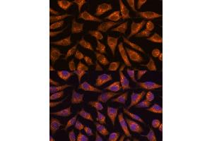 Immunofluorescence (IF) image for anti-beta-1,3-N-Acetylglucosaminyltransferase 4 (B3GNT4) (AA 165-305) antibody (ABIN7265875)