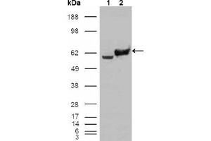 Western blot analysis using GPI mouse mAb against HEK293T cells transfected with the pCMV6-ENTRY control (1) and pCMV6-ENTRY GPI cDNA (2). (GPI 抗体)