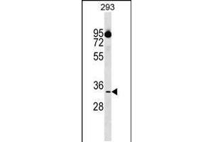 Western blot analysis in 293 cell line lysates (35ug/lane). (CIAPIN1 抗体  (AA 81-108))
