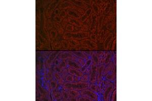 Immunofluorescence analysis of Rat kidney cells using BMP7 antibody (ABIN3021108, ABIN3021109, ABIN3021110 and ABIN6213955) at dilution of 1:150. (BMP7 抗体  (AA 132-431))