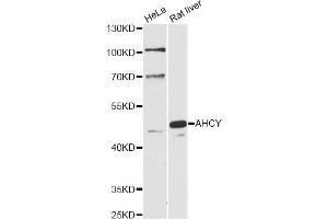 Western blot analysis of extracts of various cell lines, using AHCY antibody (ABIN6291654) at 1:1000 dilution. (AHCY 抗体)