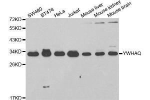 Western blot analysis of extracts of various cell lines, using YWHAQ antibody. (14-3-3 theta 抗体  (AA 1-245))