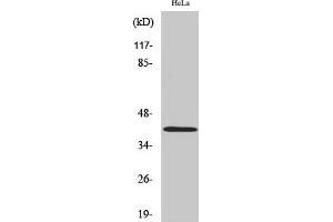 Western Blot analysis of HeLa cells using Actin Polyclonal Antibody diluted at 1:2000. (Actin 抗体  (AA 300-380))