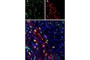 Immunohistochemistry (IHC) image for anti-Solute Carrier Family 40 (Iron-Regulated Transporter), Member 1 (SLC40A1) (AA 261-275) antibody (ABIN7043729)