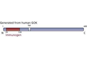 Image no. 2 for anti-Stromal Interaction Molecule 1 (STIM1) (AA 25-139) antibody (ABIN968271) (STIM1 抗体  (AA 25-139))