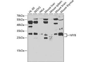 Western blot analysis of extracts of various cell lines, using NFYB antibody (ABIN6128340, ABIN6144602, ABIN6144603 and ABIN6223127) at 1:500 dilution. (NFYB 抗体  (AA 1-207))