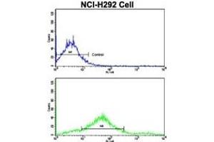Image no. 3 for anti-Cadherin 7 (CDH7) (AA 63-92), (N-Term) antibody (ABIN356983) (Cadherin 7 抗体  (N-Term))