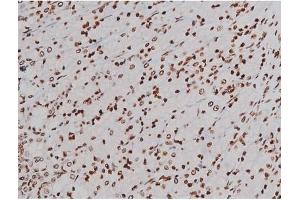 ABIN6256004 and ABIN6267365 at 1/200 staining Rat ganstric tissue sections by IHC-P.