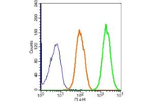 anti-Rab3a+Rab3b+Rab3c+Rab3d (AA 101-150) antibody (AbBy Fluor® 647)