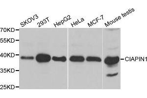 Western Blotting (WB) image for anti-Cytokine Induced Apoptosis Inhibitor 1 (CIAPIN1) antibody (ABIN1980352) (CIAPIN1 抗体)
