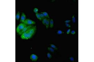 Immunofluorescent analysis of HepG2 cells using ABIN7157146 at dilution of 1:100 and Alexa Fluor 488-congugated AffiniPure Goat Anti-Rabbit IgG(H+L) (IZUMO4 抗体  (AA 16-214))