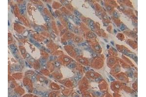 Detection of UCN2 in Mouse Stomach Tissue using Polyclonal Antibody to Urocortin 2 (UCN2) (Urocortin 2 抗体  (AA 31-112))