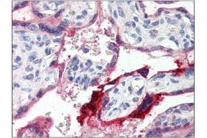 Image no. 1 for anti-Annexin A1 (ANXA1) (C-Term) antibody (ABIN375081) (Annexin a1 抗体  (C-Term))