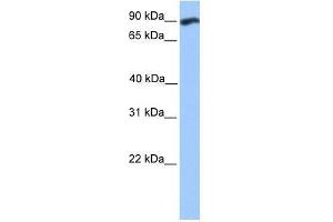 WDFY3 antibody used at 0. (WDFY3 抗体  (C-Term))