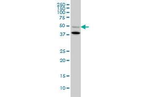 BMP7 monoclonal antibody (M03), clone S52. (BMP7 抗体  (AA 1-431))