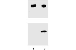 Western blot analysis for Stat3 (pY705). (STAT3 抗体  (pTyr705))