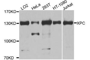 Western blot analysis of extracts of various cell lines, using XPC antibody. (XPC 抗体  (AA 700-940))