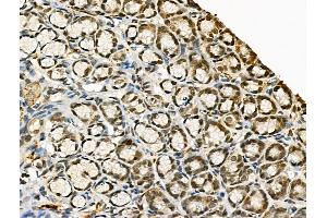 Phospho-RAD18 (Ser471) Antibody at 1/100 staining Rat stomach tissue by IHC-P. (RAD18 抗体  (pSer471))