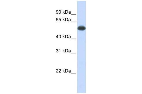 PPP3CA 抗体  (Middle Region)