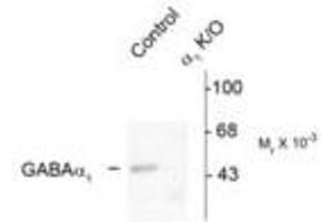 Image no. 2 for anti-gamma-aminobutyric Acid (GABA) A Receptor, alpha 1 (GABRA1) (Cytoplasmic Domain) antibody (ABIN221174) (GABRA1 抗体  (Cytoplasmic Domain))