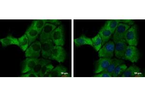 ICC/IF Image alpha-1-Microglobulin antibody detects alpha-1-Microglobulin protein at cytoplasm by immunofluorescent analysis. (AMBP 抗体)