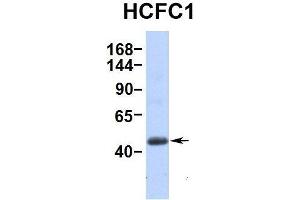 Hum. (HCFC1 抗体  (Middle Region))