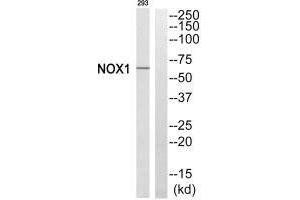 Western blot analysis of extracts from 293 cells, using NOX1 antibody. (NOX1 抗体  (C-Term))