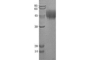 Western Blotting (WB) image for CD44 (CD44) (Transcript Variant 1) protein (His tag) (ABIN2713720)