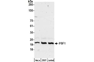 anti-GINS Complex Subunit 1 (Psf1 Homolog) (GINS1) (AA 146-196) antibody