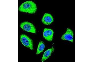 Immunofluorescence (IF) image for anti-Protocadherin gamma Subfamily A, 8 (PCDHGA8) antibody (ABIN2996490) (PCDHGA8 抗体)