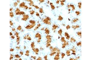 IHC testing of FFPE rat pancreas with Elastase 3B antibody. (Elastase 3B 抗体  (AA 82-238))